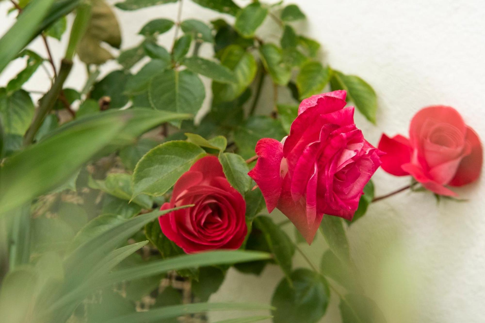 Growth House Bed & Breakfast ปอร์โต ภายนอก รูปภาพ